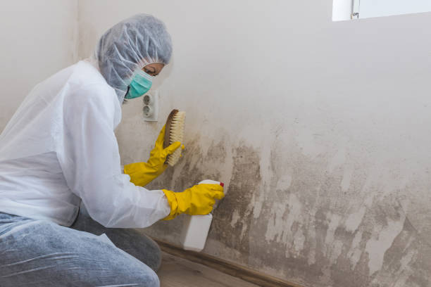 Best Post-Remediation Verification Testing  in Harbour Heights, FL