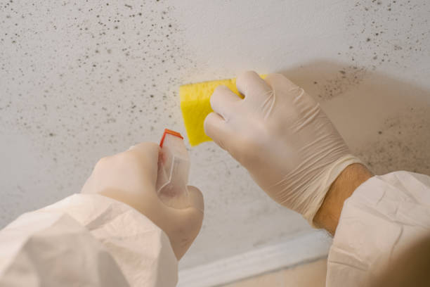Best Mold Remediation for Healthcare Facilities  in Harbour Heights, FL