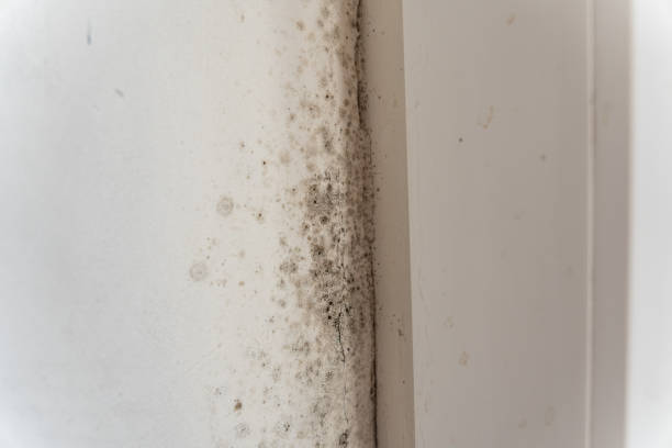Reliable Harbour Heights, FL Mold Removal Solutions